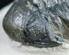Bargain Phacops Trilobite Fossil - #9734-4